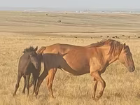 Klisna, Kazakh horse — foto 2