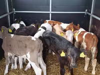 Bika, Simmental cattle — 1. fotó