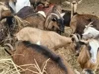 母山羊, Alpine goat — 照片 2