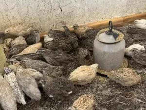 Quails — Węgry