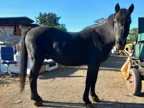 公马, Horses