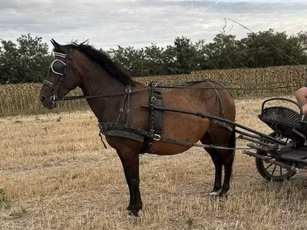 Klisna, Hungarian horse breed — Maďarsko