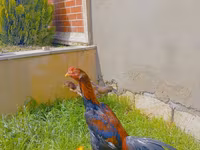 Chickens — الصورة 3