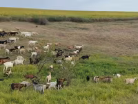 Goat, Goats — photo 1