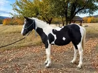 母马, Gypsy horse — 照片 1