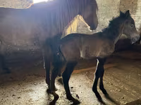 Kanca, Kazakh horse — 3. fotó