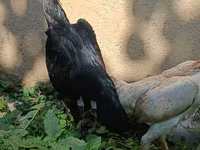 Shamo chickens — foto 1
