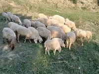 公羊, Sheep — 照片 3