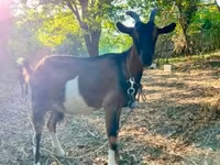 Goat, Goats — photo 5