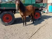 Jument, Chevaux — photo 3