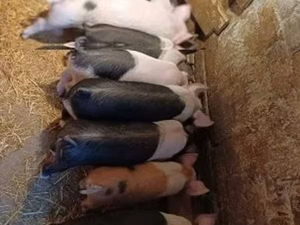 猪（批次，未指定性别）, Pigs — 匈牙利
