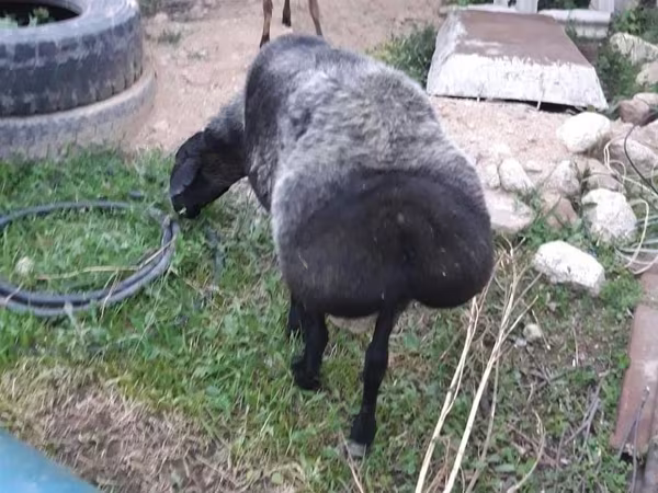 Sheep (batch, sex not specified), Sheep