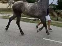 Kanca, Lovak — 1. fotó