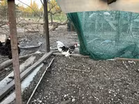 Chickens — zdjęcie 3