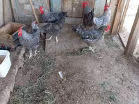 Chickens — 7-сурет