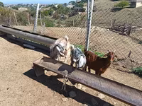 公山羊, Goats — 照片 7