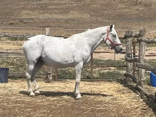 Klisna, Hungarian horse breed — Maďarsko