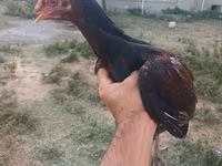 Chickens — 照片 2