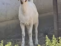 Kecskék (tétel, nem megadva), Boer goat — 2. fotó