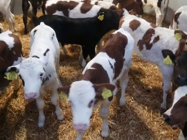 Bika, Limousin tehén