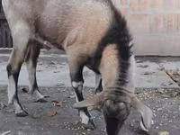 Ziegenbock, Nubian Goat — Foto 2