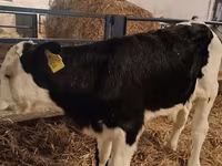 Bika, Simmental cattle — 3. fotó
