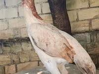 Shamo chickens — foto 4