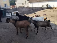 Goat, Goats — photo 3