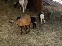 Schaf, Cameroon sheep — Foto 5