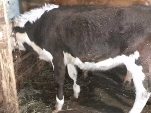 Krava, Simmental cattle