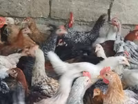 Chickens — الصورة 3