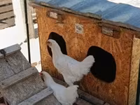 Chickens — 2. fotó