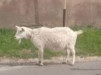 Chèvre, Russian White goat — photo 2