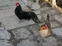 Chickens — foto 1