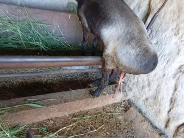 عنزة, LaMancha goats