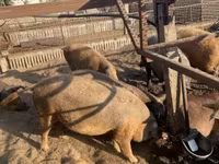 Pigs (batch, sex not specified), Мангалица — photo 3