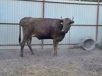 Vaca, Swiss cattle — foto 2
