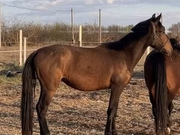 घोड़ी, Nonius horse