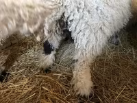 Qoç, Wallis Country sheep — foto 4