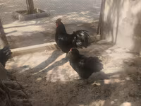 Australorp — Foto 1