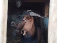 Kozel, Nubian Goat — foto 3