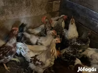 Chickens — الصورة 3