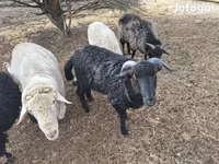 Widder, Merino sheep — Foto 1