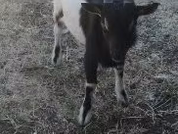 公山羊, Nigerian dwarf goats