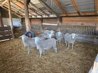 公羊, Merino sheep — 照片 4