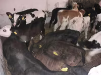 Bika, Simmental cattle — 3. fotó