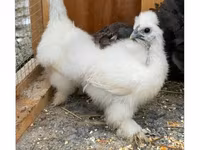 Poule soie — photo 1