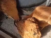 Chickens — फ़ोटो 2