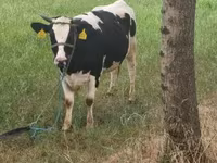 Kuh, Holstein-Rasse — Foto 3