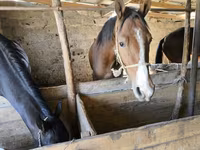 Cavalo, Cavalos — foto 2